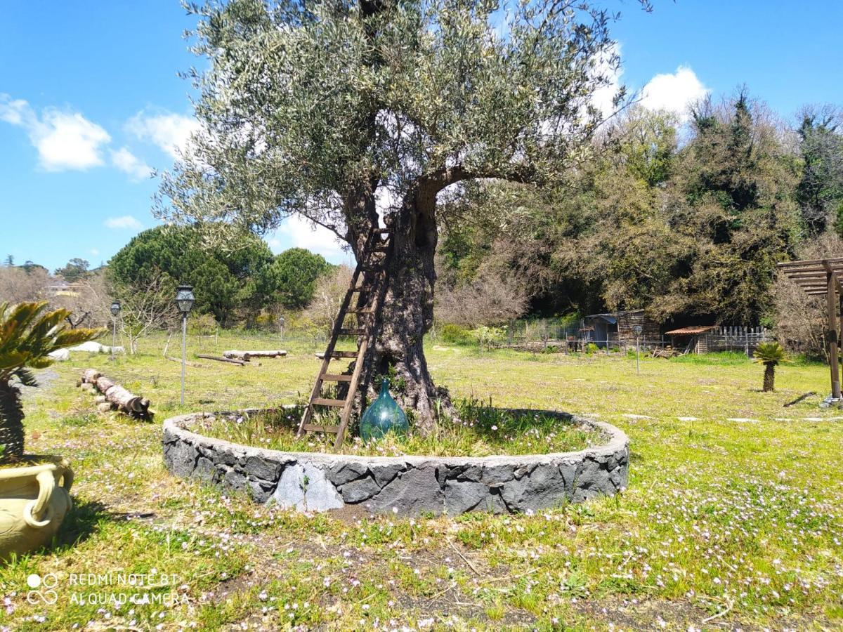 Guest house Antico Palmento Dell'etna *